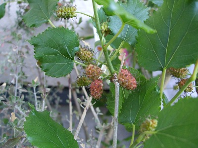 ファイル be_1003-3.jpg