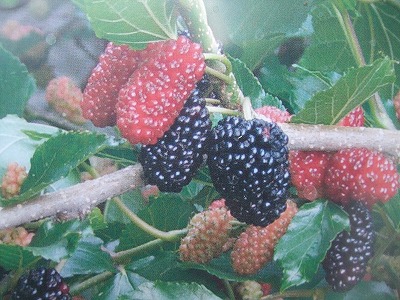 ファイル be_1003.jpg