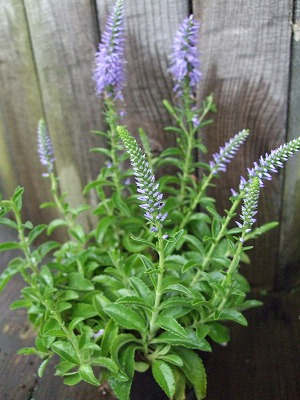 ファイル fl_1046.jpg