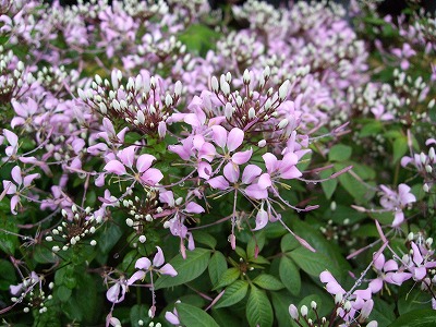 ファイル fl_14005-2.jpg