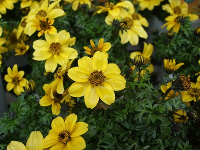 ファイル fl_1521-2.jpg