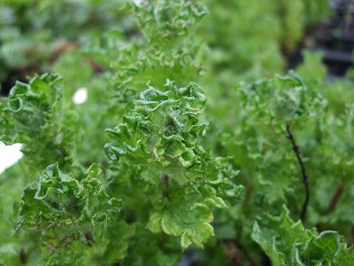 ファイル herb_0007-2.jpg