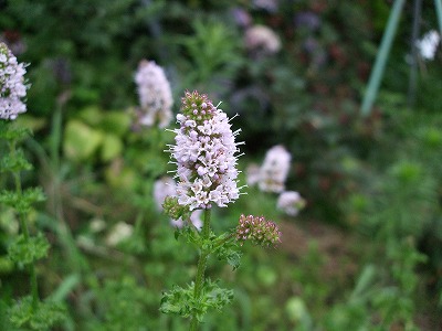 ファイル herb_0007-3.jpg