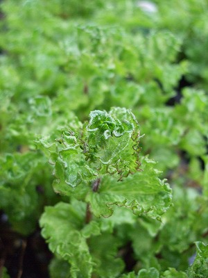 ファイル herb_0007.jpg