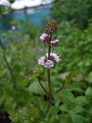 ファイル herb_0008-2.jpg