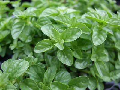 ファイル herb_0009-3.jpg