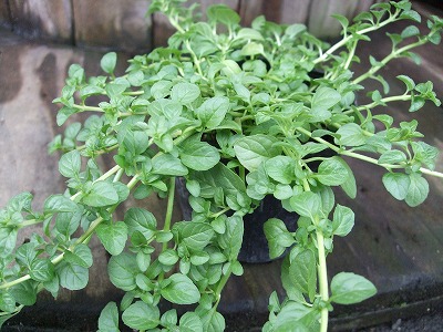 ファイル herb_0009.jpg