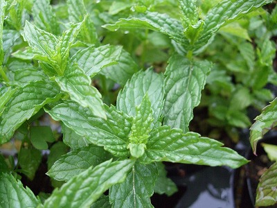 ファイル herb_0012.jpg