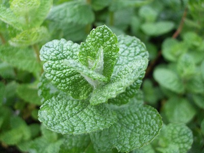 ファイル herb_0013-2.jpg