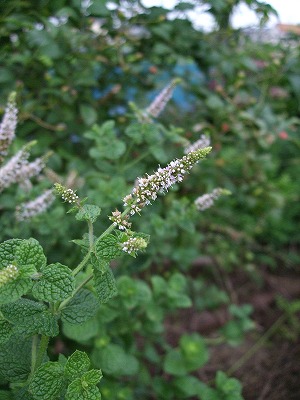 ファイル herb_0013-3.jpg