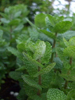 ファイル herb_0013.jpg