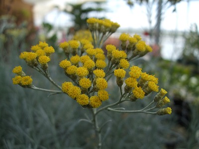 ファイル herb_0017-2.jpg