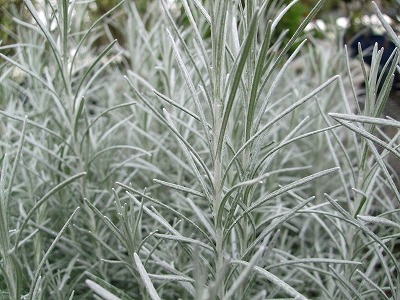 ファイル herb_0017.jpg