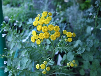 ファイル herb_0018-2.jpg