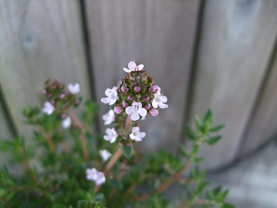 ファイル herb_0021-3.jpg