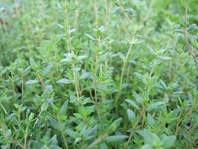 ファイル herb_0021.jpg