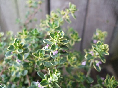 ファイル herb_0022-2.jpg