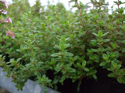 ファイル herb_0023-2.jpg