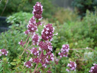 ファイル herb_0023.jpg