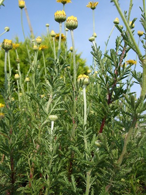 ファイル herb_0024-2.jpg