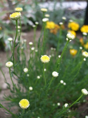 ファイル herb_0026-2.jpg