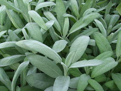 ファイル herb_0027-3.jpg