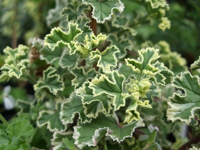 ファイル herb_0028-2.jpg