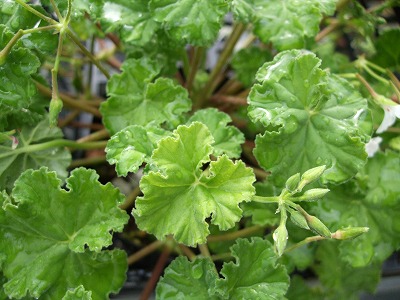 ファイル herb_0030-3.jpg