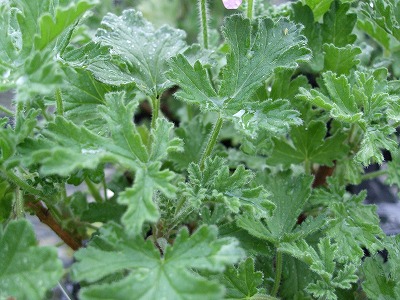 ファイル herb_0031.jpg