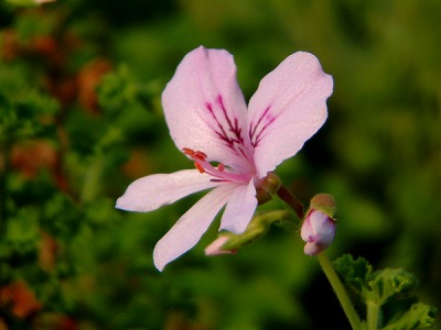 ファイル herb_0032-2.jpg