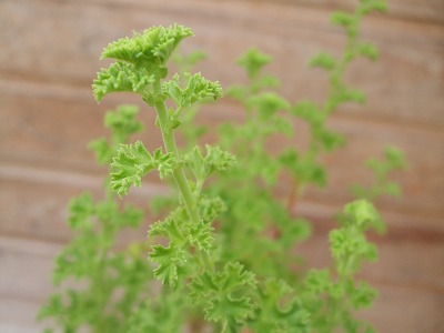 ファイル herb_0032.jpg