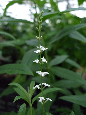 ファイル herb_0036-3.jpg