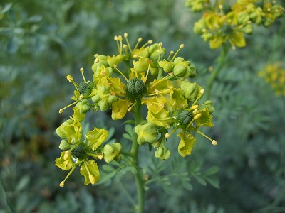 ファイル herb_0041-2.jpg