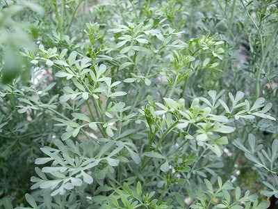 ファイル herb_0041.jpg