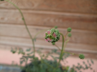 ファイル herb_0046-2.jpg