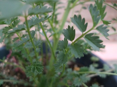 ファイル herb_0046.jpg