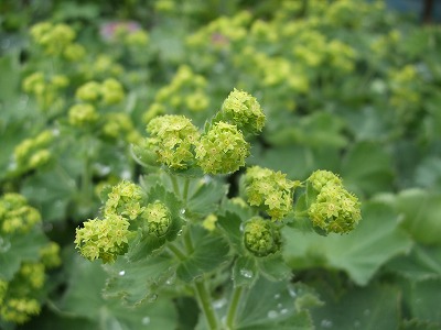 ファイル herb_0047-2.jpg