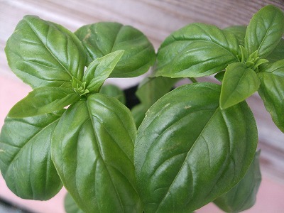 ファイル herb_0048.jpg