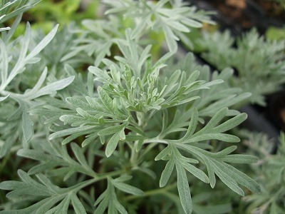 ファイル herb_0050-2.jpg