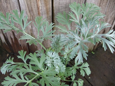 ファイル herb_0050.jpg