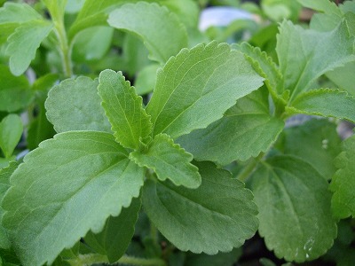 ファイル herb_0051.jpg