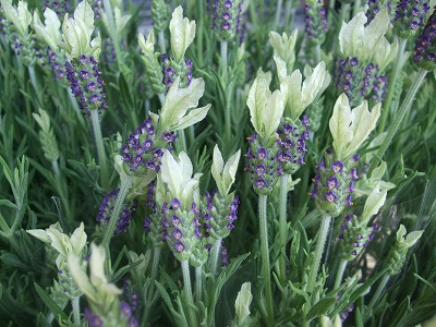 ファイル herb_0054.jpg