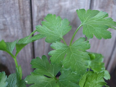 ファイル herb_0067.jpg