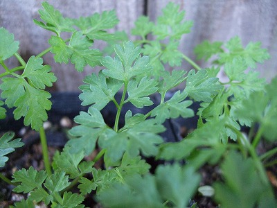 ファイル herb_0068.jpg
