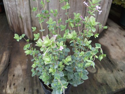 ファイル herb_0078-2.jpg