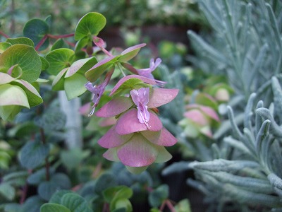 ファイル herb_0079-2.jpg