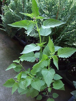 ファイル herb_0082-2.jpg