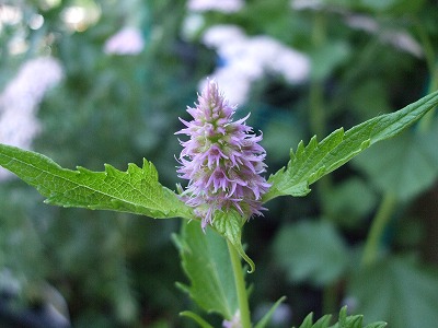 ファイル herb_0082.jpg