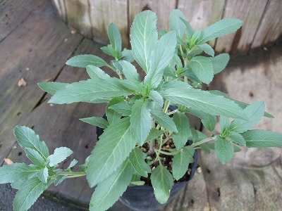ファイル herb_0083-2.jpg