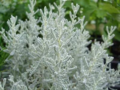 ファイル herb_0085.jpg